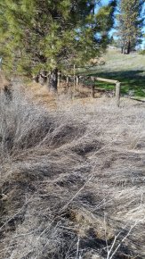 yellow star thistle and pine trees