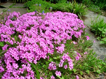 Picture of moss phlox.