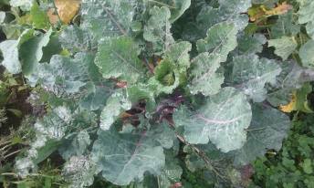 Image of Perennial Kale